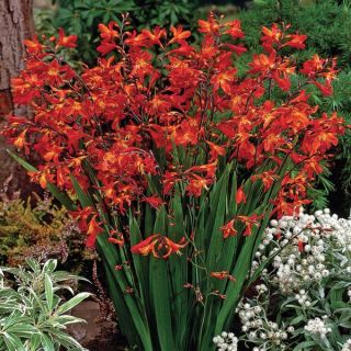 Montbretia Crocosmia Thumbnail